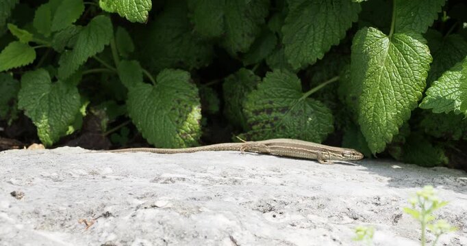 A common lizard or Wall lizard  (Podarcis muralis) back with light brown mottled scales and flanks with a dark band, moving undulating laterally, with the belly along a sunny rock
