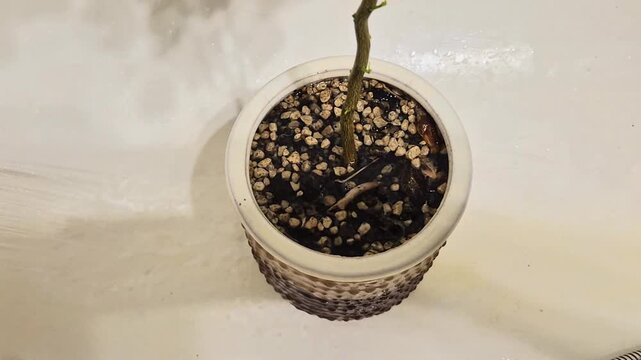 Watering a potted citrus tree grown from seed with a shower head in the bathtub.