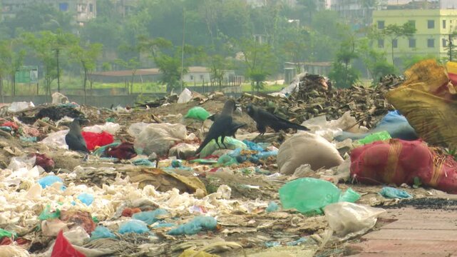 Black crows scavenging for food amidst a massive pile of household waste and plastic bags in an outdoor dump
