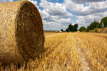 Rolnictwo. © Tomasz Warszewski