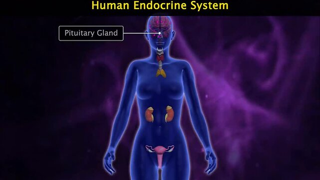 Human endocrine system