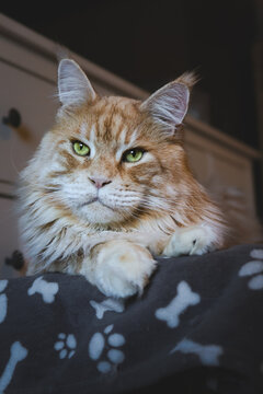 Majestic Maine Coon cat with green eyes resting on soft blanket at home