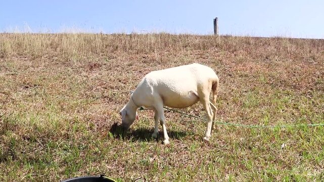 White local goats standing in the meadow. Goat Herd in the Sunny Village with Blue Sky Background. releasing goats in the meadow