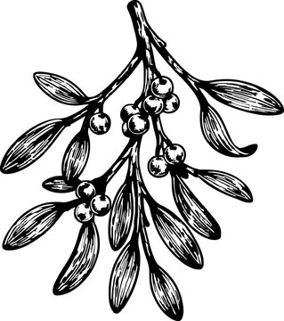 Black and white illustration of mistletoe sprig with leaves and berries, vintage botanical drawing, winter holiday decoration element
