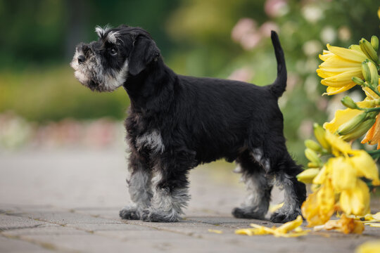 cute miniature schnauzer puppy standing in the garden in summer