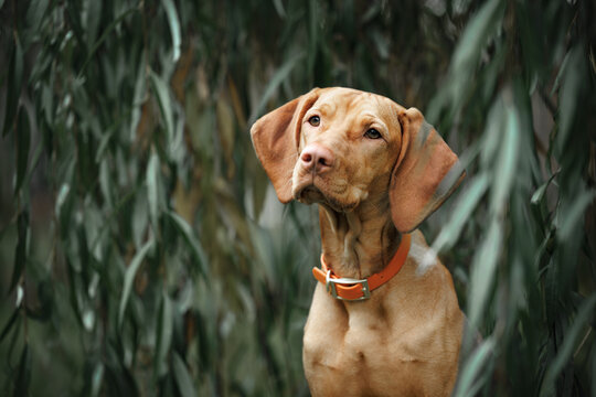 cute vizsla dog in a collar posing outdoors