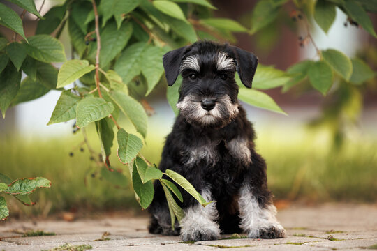 cute miniature schnauzer puppy sitting under a tree