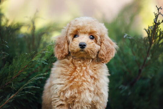 cute miniature poodle puppy portrait outdoors
