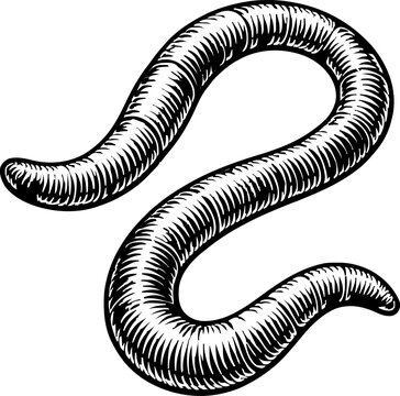Detailed ink drawing of a segmented earthworm with a wriggling posture. This isolated illustration captures the natural element in a simple, organic style, perfect for nature or biology themes.