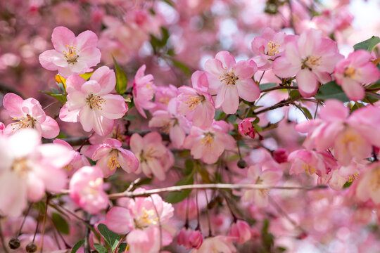 flower, 봄, 분홍, 나무, 블로섬, 네이처, 개화, 뜰, 버찌, 가지, 사과, 식물, 미, 근접, 계절, 여름, beautiful, 꽃, 꽃봉오리