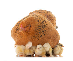 brahma chicken and chicks © cynoclub