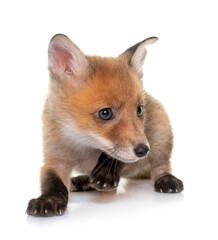 Fototapeta premium fox cub in studio