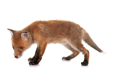 Fototapeta premium fox cub in studio