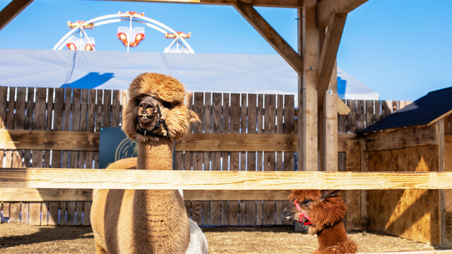 Funny alpaca with teeth showing at an outdoor farm park, amusement park ferris wheel background