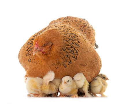 brahma chicken and chicks