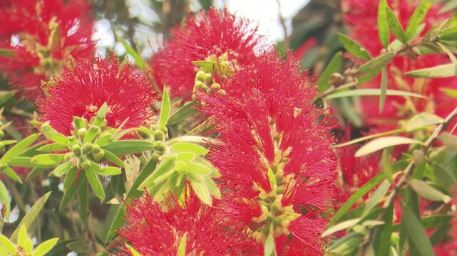 Vibrant red Bottle Brush flowers blooming on a tree branch, swaying gently in the garden breeze during springtime