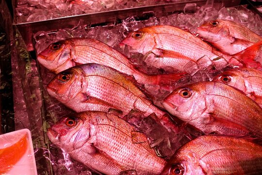 鯛と氷と魚屋と
