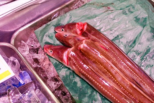 首を切られたウツボ
