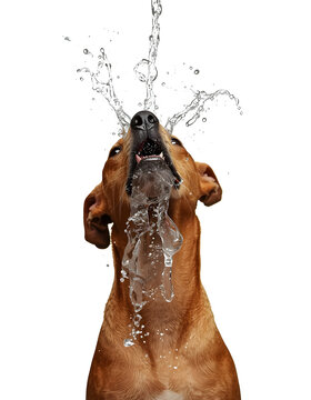 dog in water splash