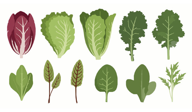 Fresh salad leaves collection radicchio lettuce kale spinach organic vegetable flat vector illustration set isolated on white background