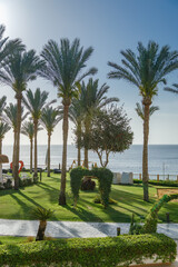 Fototapeta premium Scenic view of a luxury tropical resort garden with tall date palm trees on a green lawn overlooking the blue sea under a clear sky