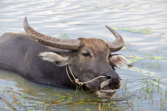 A large wild water buffalo with massive horns stands submerged in a nature park pond, representing a powerful bovine mammal in its natural wilderness habitat