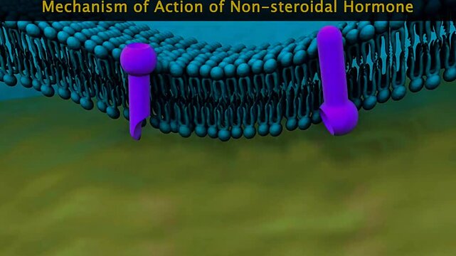 Mechanism of action of non steroidal hormone