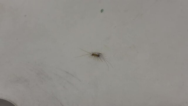 A many-legged centipede scurries across the smooth white surface of a bathroom sink. Seeing this fast intruder can feel startling or creepy in a clean home. It moves quickly near the metal drain.