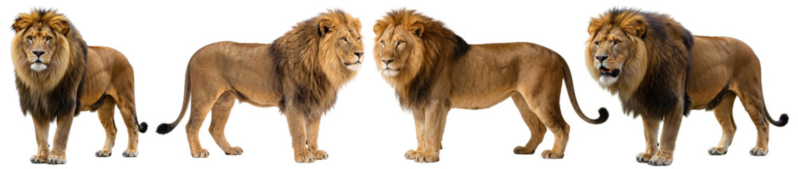 Four distinct realistic photographs of powerful male lions, showcasing their impressive manes and majestic presence. © NaturePNG
