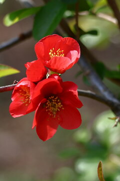 華やかに咲く