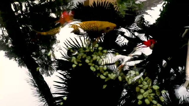 Colorful koi or Cyprinus fish swimming in the pond, a group of koi fish looking for food in the clear pond. It golden red orange black and yellow of body koi fish.