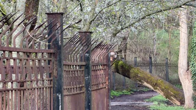 A massive mossy tree trunk has fallen over, resting precariously against a sharp, rusty metal fence. The scene feels lonely and neglected as nature slowly overcomes the heavy industrial barrier.
