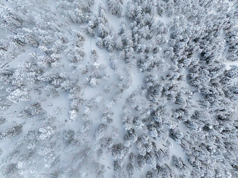 Aerial view of a dense pine forest covered in heavy white snow with a top-down perspective in Ortisei, Trentino-Alto Adige, Italy.