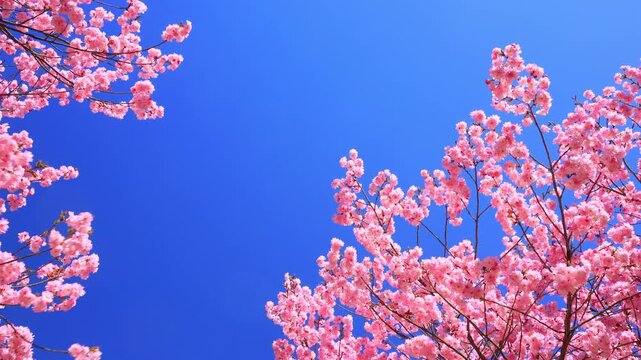 cherry blossom against blue sky	