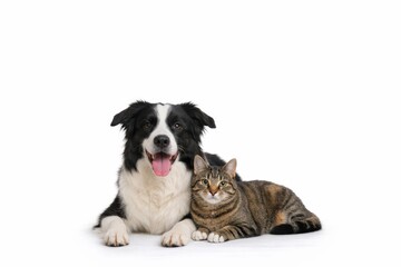 Fototapeta premium A cheerful black and white Border Collie and a calm tabby cat lying on a white background. Bright and friendly atmosphere, perfect companionship display.