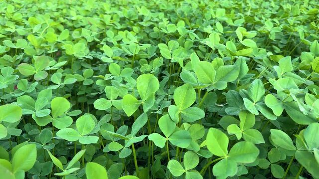 Close-Up of (Trifolium repens) White Clover Foliage Moving in Breeze.