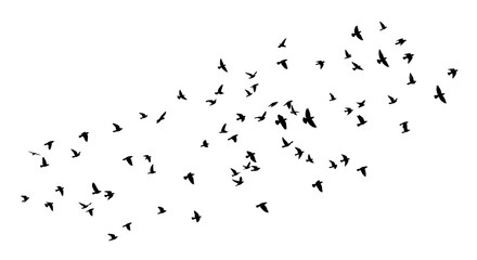 flock of birds flying in the air © daffaeshan