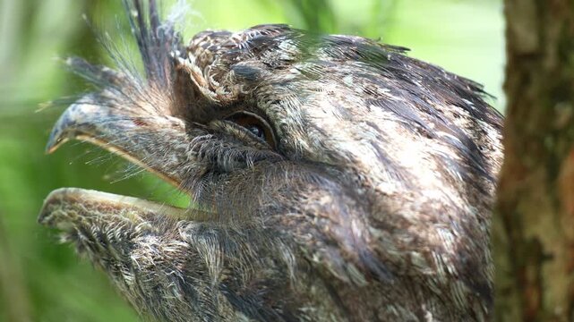 A Tawny frogmouth (Podargus strigoides) rests on the tree with mouth wide open, camouflaged among the tree bark and woodland forest environment to avoid detection, close up shot.