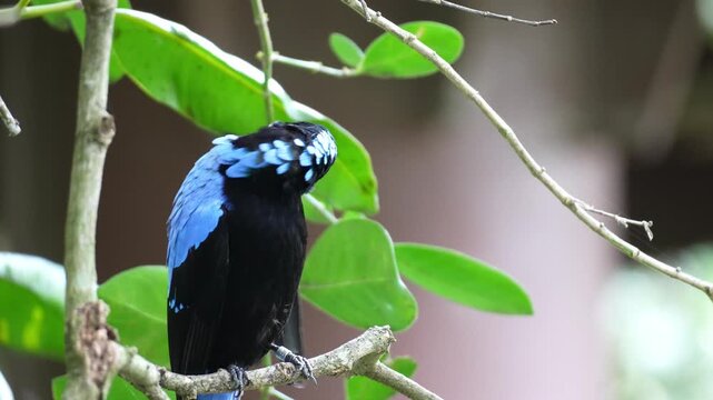 A male Asian Fairy-bluebird (Irena puella) perches on a tree branch, preening and grooming its feathers, close up shot.