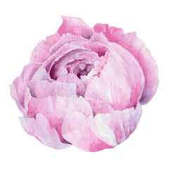 Fototapeta premium pink peony bud hand drawn floral watercolor illustration isolated on white. Elegant, bright botanical element for plant, spring, summer, garden designs, holiday, wedding invitations, cards, cosmetics