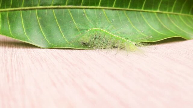 Caterpillars of the Common Gaudy Baron butterfly (Euthalia lubentina) camouflage on green mango leaves. Green caterpillars camouflage on green leaves on wood background