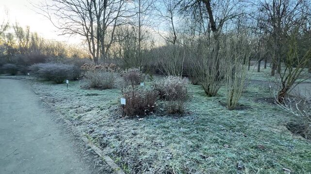 Delicate frost coats the dormant bushes and grass beside a quiet walking path. This winter morning scene feels calm and refreshing as the sun begins to light up the sleeping botanical garden.