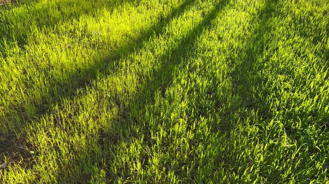 Warm afternoon sunlight glows through fresh blades of grass. This bright scene feels cheerful and full of life. The long, dark shadows create a peaceful and relaxing atmosphere in the garden.