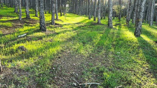 Warm sunlight glows across a lush grassy meadow hidden within a pine forest. This serene scene evokes a feeling of hope and tranquility. The long shadows create a magical, calm atmosphere.