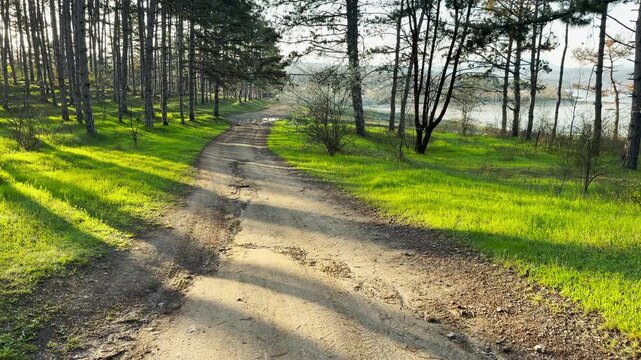 Golden sunbeams illuminate a dirt road as it curves through a lush pine grove. This peaceful morning scene feels warm and refreshing. The long shadows create a serene, quiet atmosphere.