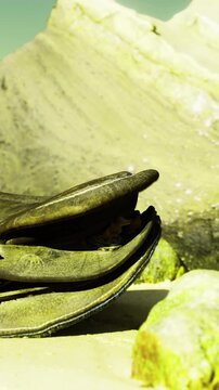 A horseshoe crab is resting on the sand near a rocky shore. The scene shows clear water and smooth stones in the background below a bright sky at low tide.