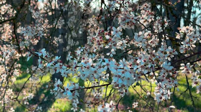 Delicate white flowers burst into life on a sprawling tree. Their soft petals glow with a hopeful, serene energy against the green wood. This peaceful spring scene feels fresh and uplifting.