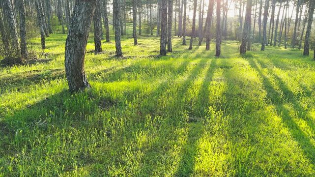 Bright sunlight filters through tall trees onto a lush carpet of green grass. This ethereal woodland scene feels peaceful and rejuvenating. The long shadows create a magical and serene mood.