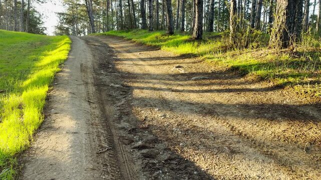 Bright morning light hits a sandy road as it curves toward a tall pine forest. This warm scene feels inviting and energetic. The long shadows create a serene and contemplative mood.