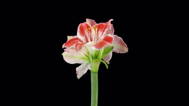 Time lapse of rotating, growing and opening amaryllis Carnival Christmas flower with ALPHA transparency channel isolated on black background